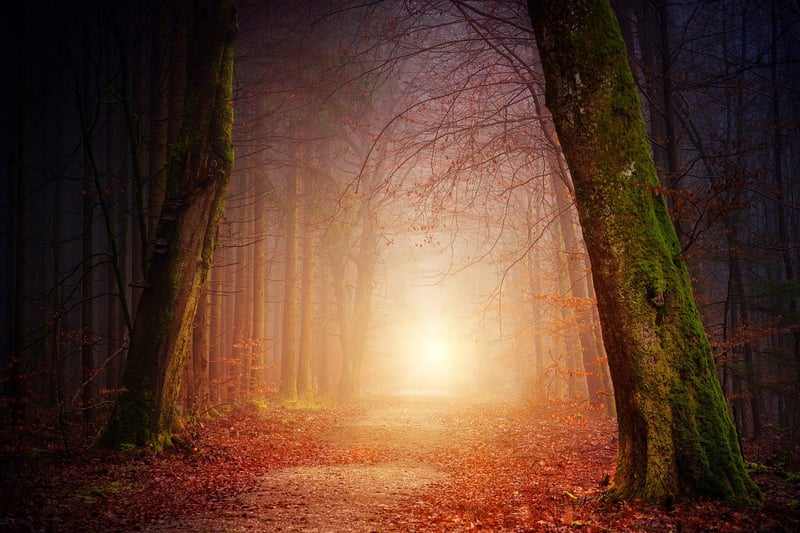 Whispering Pine Grove