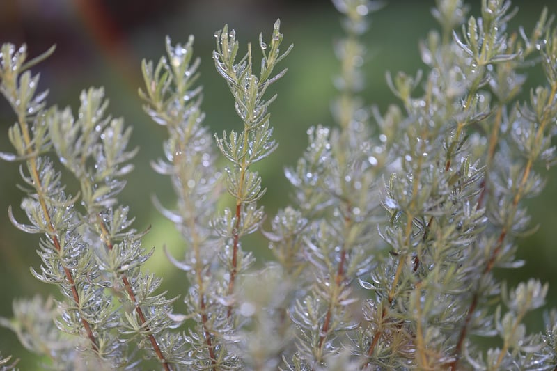 Rosemary Sprig